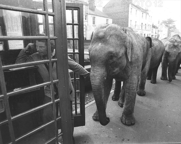 Elephants in front of telephone booth