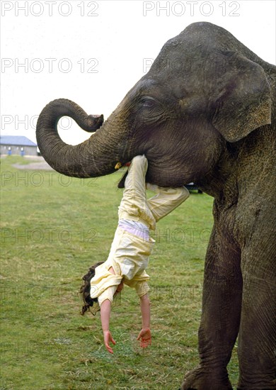 Elephant with child in mouth