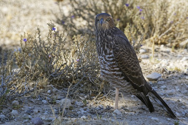 Young Pale chanting goshawk (Melierax canorus)