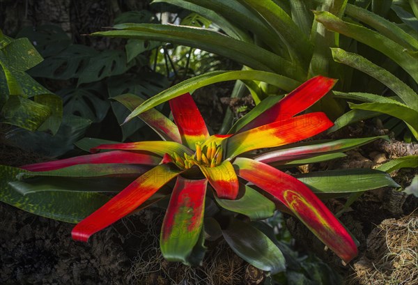 Flowering red Vriesea Bromeliad (Vriesea imperialis)