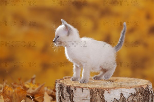 Siamese cat old type