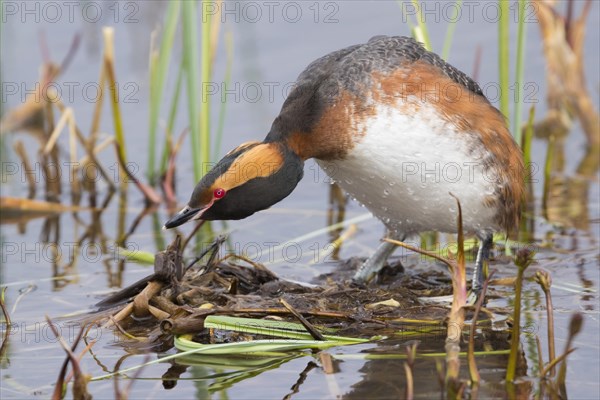 Horned Grebe (Podiceps auritus)