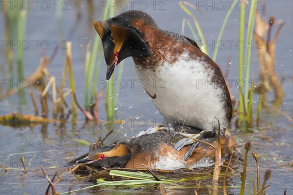 Horned Grebe (Podiceps auritus)