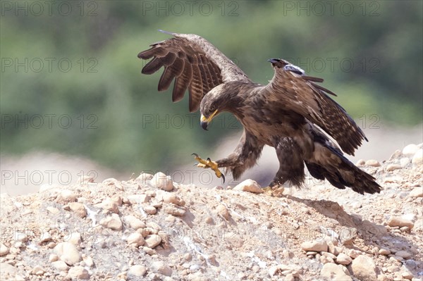 Steppe Eagle (Aquila nipalensis orientalis)