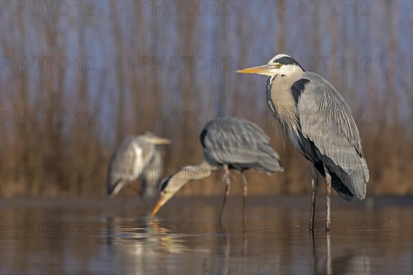 Grey heron or (Ardea cinerea) in splendor dress