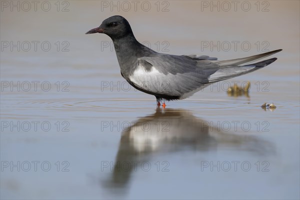 White-winged Tern (Chlidonias leucopterus)