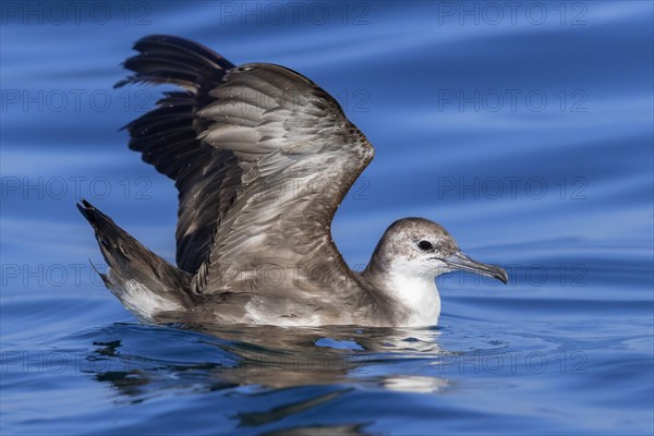 Persian Shearwater (Puffinus persicus)