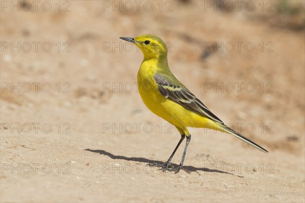 Western Yellow Wagtail (Motacilla flava flavissima)