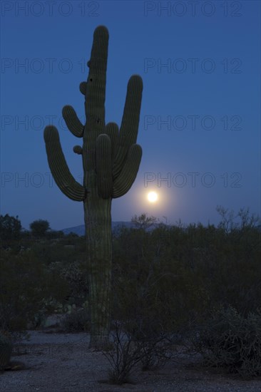 Saguaro (Carnegiea gigantea) with full moon