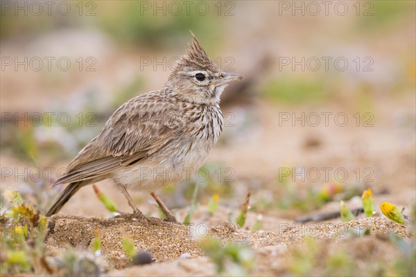 Thekla Lark (Galerida theklae ruficolor)