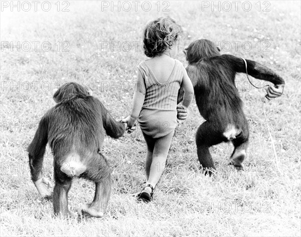 Chimpanzees and girls take a walk