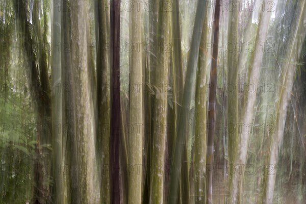 Bamboo Forest