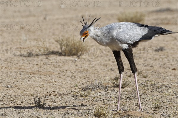 Secretary bird (Sagittarius serpentarius)