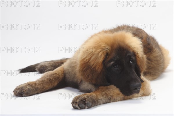 Leonberger