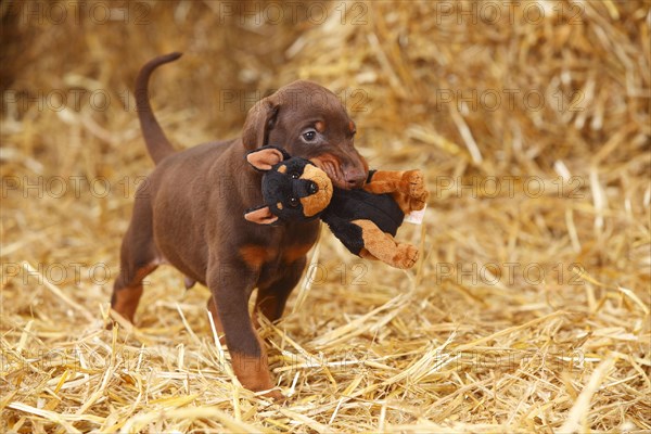 Dobermann