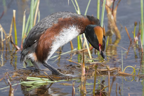 Horned Grebe (Podiceps auritus)