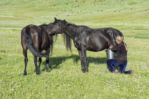 Kyrgyz woman milking a mare on mountain pastures