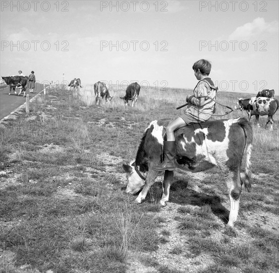 Junge rides on a cow