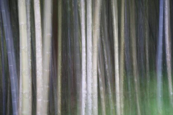 Bamboo Forest