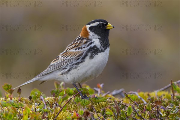 Lapland Longspur (Calcarius lapponicus)