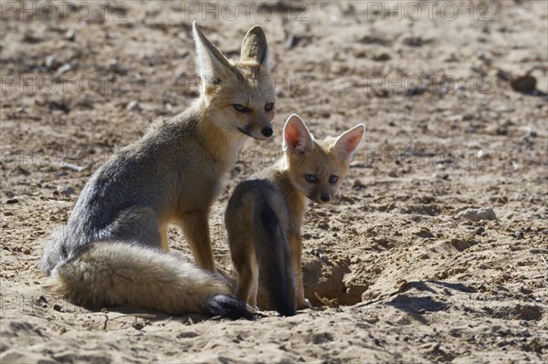 Cape foxes (Vulpes chama)