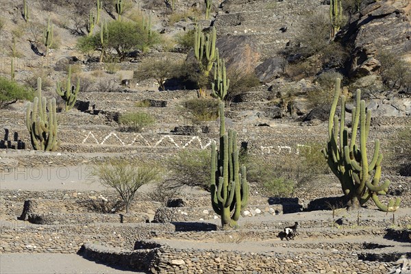 Ruins of Quilmes