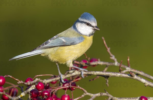 Blue Tit (Cyanistes caeruleus)