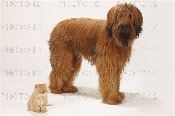 Briard or Berger de Brie