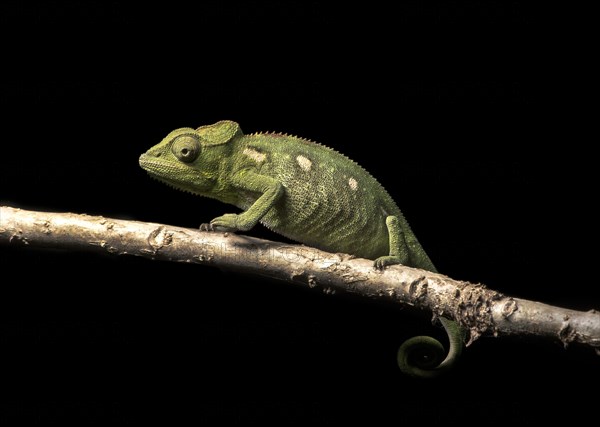 Malagasy giant chameleon (Furcifer oustaleti) on branch