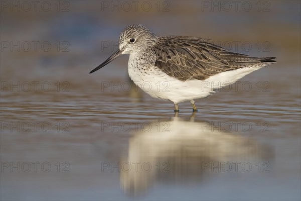 Common Greenshank (Tringa nebularia)