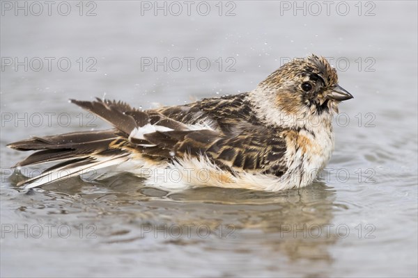 Snow Bunting (Plectrophenax nivalis insulae)