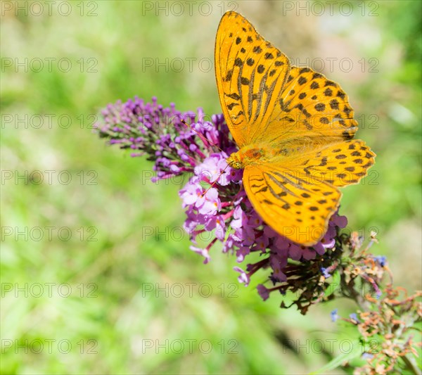 Silver-washed fritillary or (Argynnis paphia) drinks nectar on common summer lilac (Buddleja davidii)