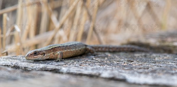 Viviparous lizard (Zootoca vivipara) sunbathing on a path