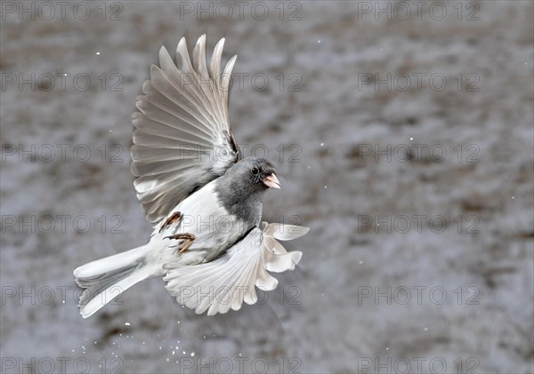 Dark-eyed junco (Junco hyemalis) flying under snowfall