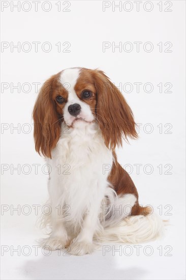 Cavalier King Charles Spaniel