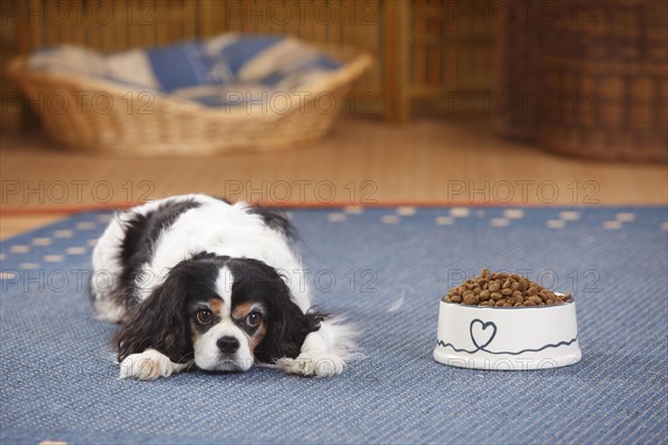 Cavalier King Charles Spaniel