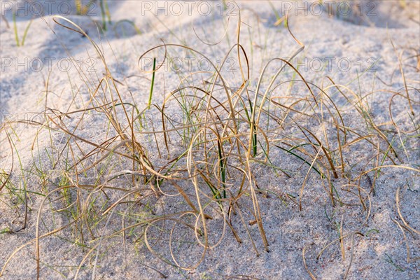 Sand Sedge (Carex arenaria)