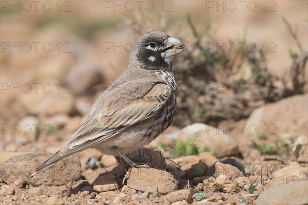 Thick-billed Lark (Ramphocoris clotbey)