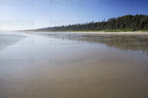 Long Beach at Green Point with rain forest trees along the shoreline of the Pacific ocean