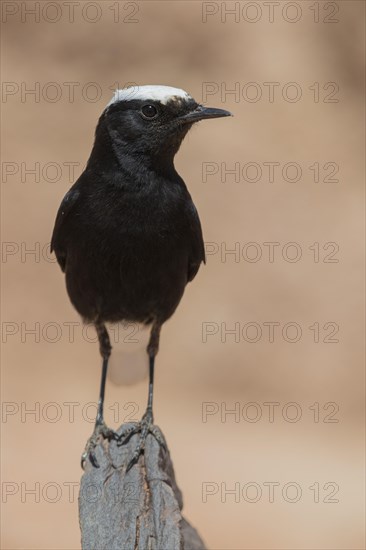 White-crowned Wheatear (Oenanthe leucopyga)