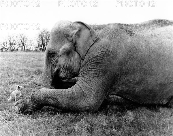 Elephant with dog