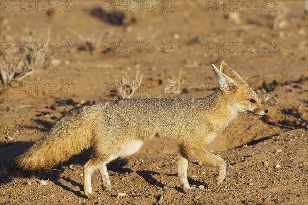 Cape fox (Vulpes chama)