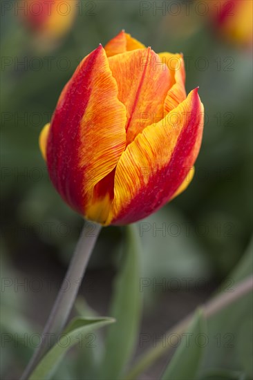 Red-yellow flowering Tulip (Tulipa)