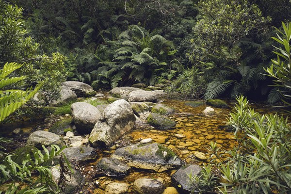 Hiking path over stream in primeval forest