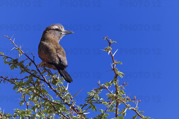 Lilac-breasted roller (Coracias caudatus)