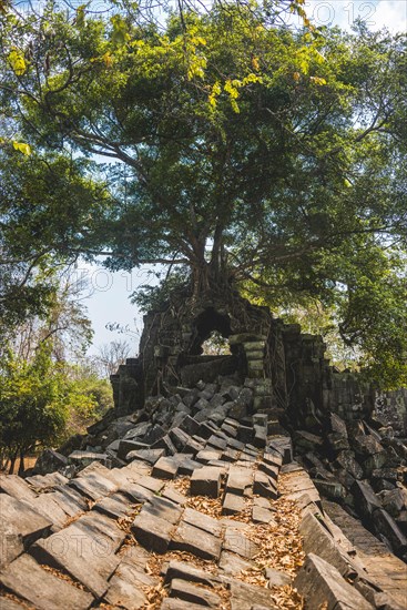 Tree grows on tree-rooted Khmer temple ruin