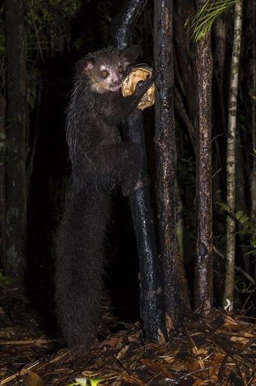 Aye-aye (Daubentonia madagascariensis) climbs on tree trunk at night