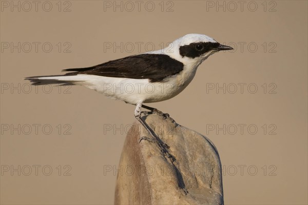 Eastern Black-eared Wheatear (Oenanthe hispanica melanoleuca)