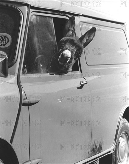 Donkey looks out of the car window