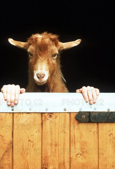 Goat with human hands